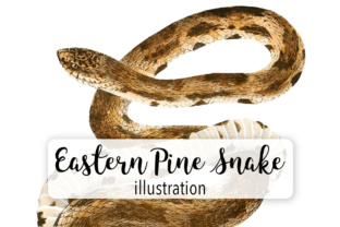 Download Eastern Pine Snake Watercolor - Color Collection